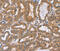 Phytanoyl-CoA 2-Hydroxylase antibody, MBS2523770, MyBioSource, Immunohistochemistry frozen image 