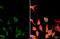 Centrosomal Protein 152 antibody, GTX128027, GeneTex, Immunofluorescence image 