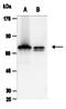 RBQ3 antibody, orb66744, Biorbyt, Western Blot image 