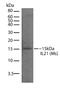 Interleukin-21 antibody, 710003, Invitrogen Antibodies, Western Blot image 