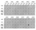 Histone Cluster 4 H4 antibody, A2376, ABclonal Technology, Dot Blot image 