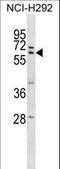 Zinc Finger Protein 350 antibody, LS-C160859, Lifespan Biosciences, Western Blot image 