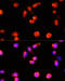 ATP Binding Cassette Subfamily A Member 4 antibody, 13-720, ProSci, Immunofluorescence image 