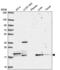Cytosolic Iron-Sulfur Assembly Component 2A antibody, NBP2-57106, Novus Biologicals, Western Blot image 
