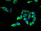 Claudin 20 antibody, A62282-100, Epigentek, Immunofluorescence image 
