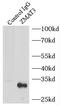 Zinc Finger Matrin-Type 3 antibody, FNab09648, FineTest, Immunoprecipitation image 