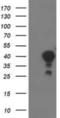 Translocase Of Outer Mitochondrial Membrane 34 antibody, NBP2-00892, Novus Biologicals, Western Blot image 