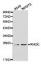 Ras Homolog Family Member C antibody, TA326906, Origene, Western Blot image 