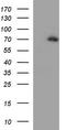 YES Proto-Oncogene 1, Src Family Tyrosine Kinase antibody, TA590206, Origene, Western Blot image 
