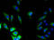 Gap Junction Protein Beta 5 antibody, A50253-100, Epigentek, Immunofluorescence image 