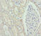 Glucosamine (N-Acetyl)-6-Sulfatase antibody, orb40915, Biorbyt, Immunohistochemistry paraffin image 