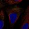 Solute Carrier Family 9 Member A7 antibody, NBP2-57956, Novus Biologicals, Immunofluorescence image 