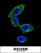 Sorbin and SH3 domain-containing protein 1 antibody, 55-343, ProSci, Immunofluorescence image 
