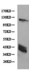 Blood Vessel Epicardial Substance antibody, TA324122, Origene, Western Blot image 