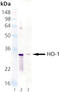 Heme Oxygenase 1 antibody, LS-C343604, Lifespan Biosciences, Western Blot image 