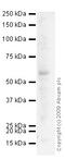 Solute Carrier Family 40 Member 1 antibody, ab58695, Abcam, Western Blot image 