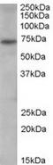 Peptidyl Arginine Deiminase 4 antibody, TA302558, Origene, Western Blot image 