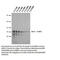 Heterogeneous Nuclear Ribonucleoprotein A2/B1 antibody, IQ271, Immuquest, Dot Blot image 