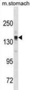 Astrotactin-2 antibody, abx031163, Abbexa, Western Blot image 