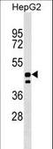 Unc-93 Homolog A antibody, LS-C157328, Lifespan Biosciences, Western Blot image 