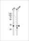 Y-Box Binding Protein 3 antibody, PA5-35151, Invitrogen Antibodies, Western Blot image 