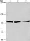 Eukaryotic Translation Initiation Factor 4 Gamma 2 antibody, TA321343, Origene, Western Blot image 