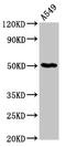 GDP Dissociation Inhibitor 1 antibody, CSB-PA01229A0Rb, Cusabio, Western Blot image 