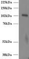 Unc-13 Homolog D antibody, STJ70556, St John