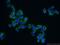 Syndecan 3 antibody, 10886-1-AP, Proteintech Group, Immunofluorescence image 