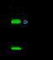 Ubiquitin Conjugating Enzyme E2 H antibody, 12892-T52, Sino Biological, Immunoprecipitation image 