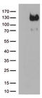 CD34 antibody, TA809229S, Origene, Western Blot image 
