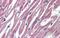 Pleckstrin Homology, MyTH4 And FERM Domain Containing H2 antibody, PA5-43998, Invitrogen Antibodies, Immunohistochemistry paraffin image 