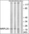Dorsal Inhibitory Axon Guidance Protein antibody, orb314002, Biorbyt, Western Blot image 