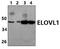 ELOVL Fatty Acid Elongase 1 antibody, PA5-75396, Invitrogen Antibodies, Western Blot image 