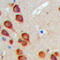 Misshapen Like Kinase 1 antibody, abx133019, Abbexa, Western Blot image 