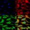 Neuraminidase antibody, GTX03698, GeneTex, Immunofluorescence image 