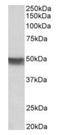 Keratin 20 antibody, orb12295, Biorbyt, Western Blot image 
