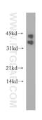 Protein boule-like antibody, 13720-1-AP, Proteintech Group, Western Blot image 