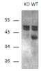 CSP1 antibody, orb12369, Biorbyt, Western Blot image 