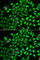 Multimerin 1 antibody, A6658, ABclonal Technology, Immunofluorescence image 