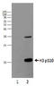Histone H3.1t antibody, TA328045, Origene, Western Blot image 