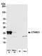 Collagen triple helix repeat-containing protein 1 antibody, A305-862A-M, Bethyl Labs, Western Blot image 