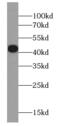 Capping Actin Protein, Gelsolin Like antibody, FNab01249, FineTest, Western Blot image 