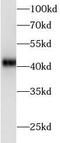 Amphiregulin antibody, FNab00374, FineTest, Western Blot image 