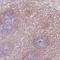 Suprabasin antibody, NBP2-49369, Novus Biologicals, Immunohistochemistry frozen image 