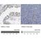 Poly(ADP-ribose) glycohydrolase antibody, NBP1-89450, Novus Biologicals, Immunohistochemistry paraffin image 