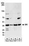 QKI, KH Domain Containing RNA Binding antibody, A300-183A, Bethyl Labs, Western Blot image 
