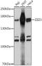 Zinc Finger ZZ-Type Containing 3 antibody, A15809, ABclonal Technology, Western Blot image 