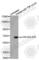 Cell Division Cycle 25A antibody, AP0321, ABclonal Technology, Western Blot image 