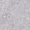 DGKA antibody, HPA041645, Atlas Antibodies, Immunohistochemistry frozen image 